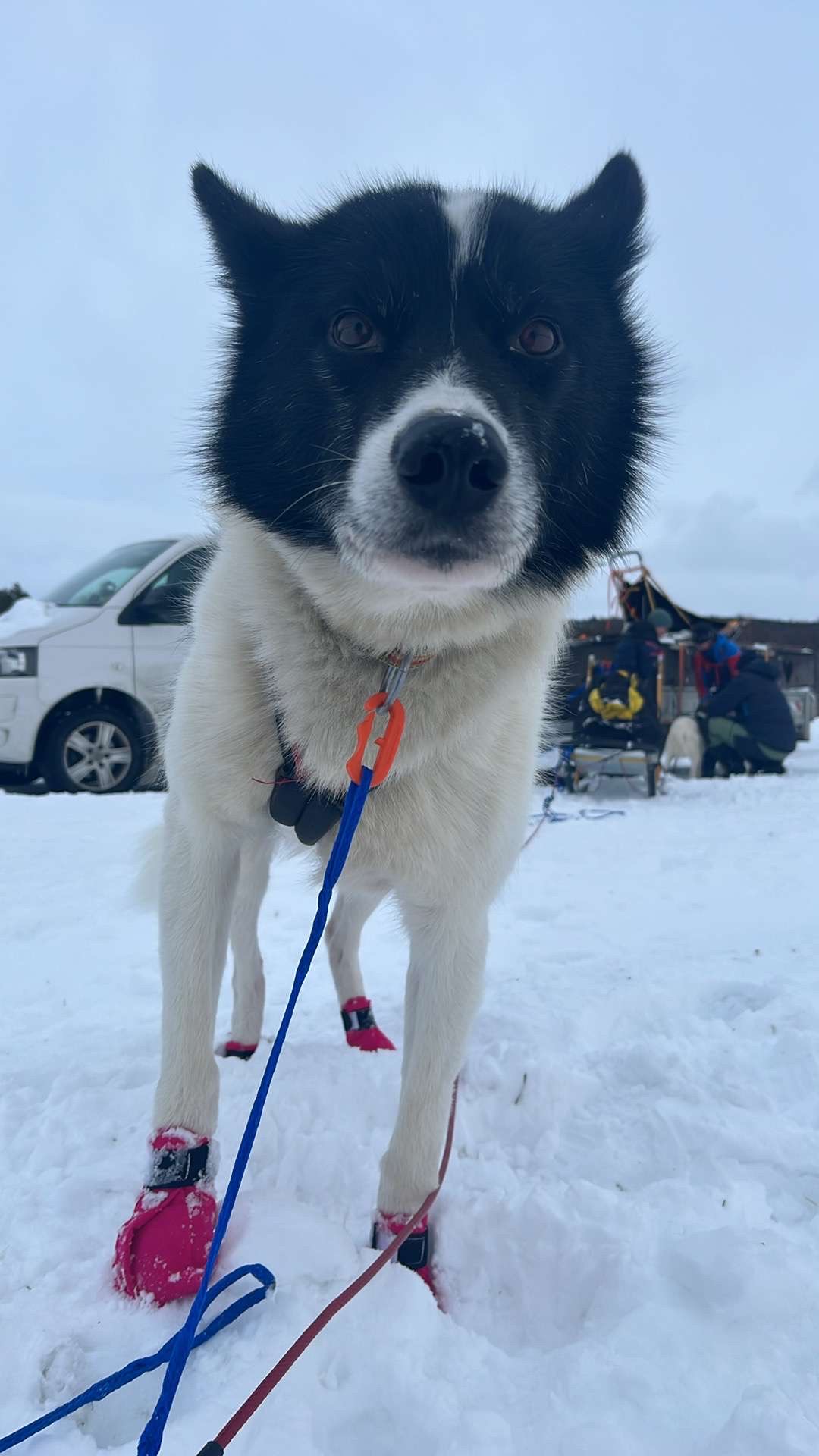 Bamse står i snøen med potesokker ved et vinterløp