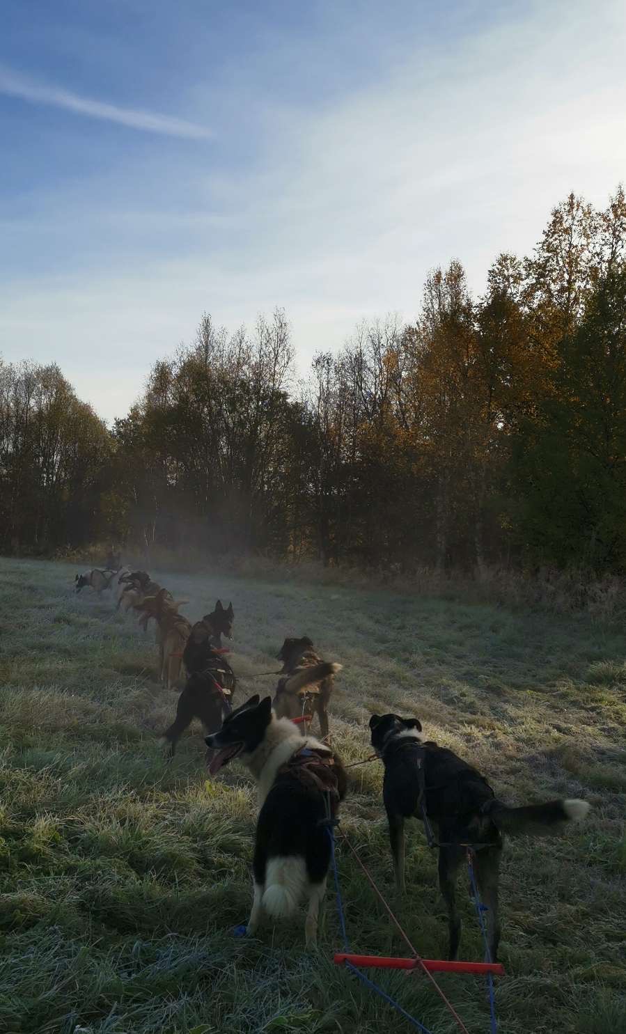 Hundespannet trener på en rimlagt sti en tidlig høstmorgen