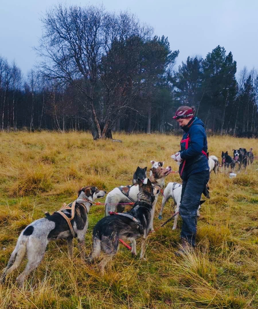 Lene gir hundene oppmerksomhet og belønning under en høsttrening