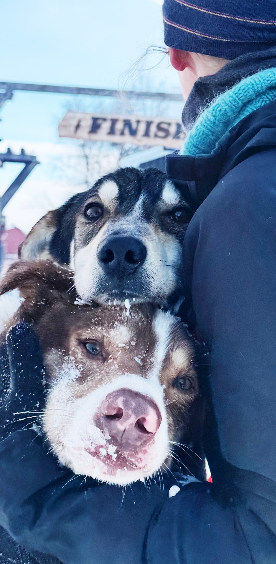 To snødekte hunder hviler tett inntil Lene ved målgang