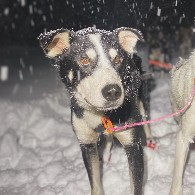 Sage står i spannet med snø i pelsen under et snøfall