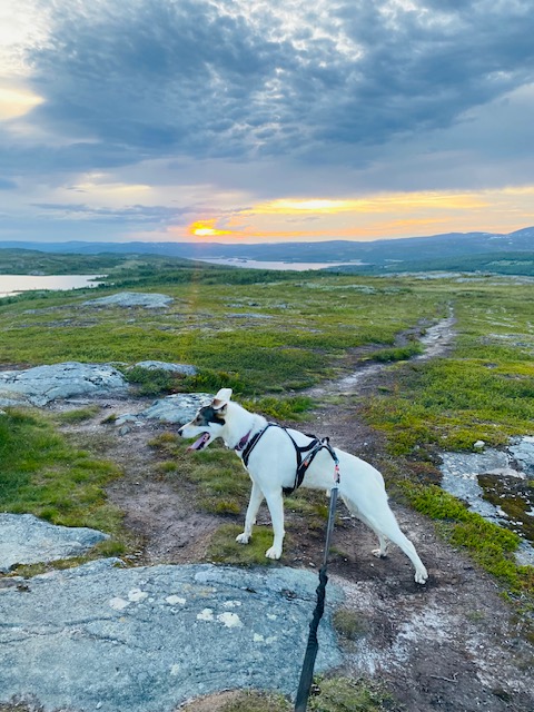 Solan står i trekksele på en fjellsti i solnedgangen