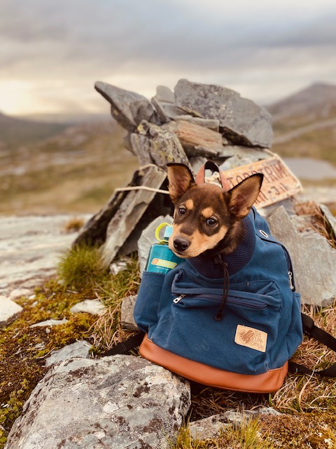 Valpen Vidda sitter i en ryggsekk ved en steinvarde på fjellet